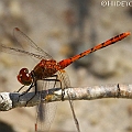 Diplacodes bipunctata (Wandering Percher) male in Chinaman Creek Common in beach areas.<br />Canon EOS 7D + EF70-200 F4.0L + EF1.4xII